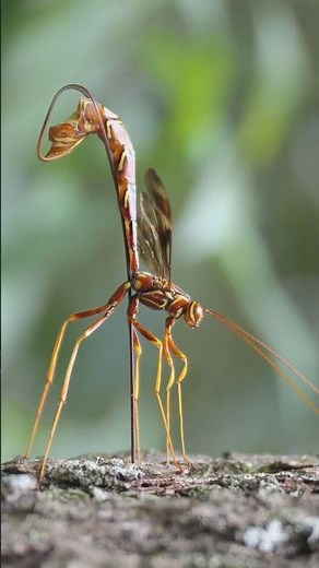 Giant Ichneumonid Wasp probes hole with long ovipositor