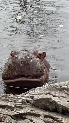 Hippopotamus: The River’s True Giant! #Hippo #Hippopotamus #HippoFacts #Animals