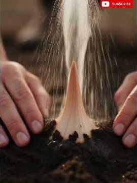 "How To Grow Asiatic Lily"🌸🌿 #HowToGrowLilies#LilyCare#PlantCare#BulbPlanting#FlowerBulbs#Lilyflower