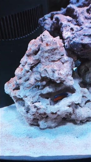 Cycled Reef Tank Using Mats from Mature Tank - Speeds the Process #reeftank #saltwateraquarium