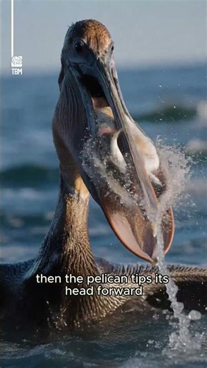 How Pelicans Catch Fish
