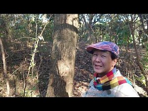 昭和の青春歌謡は梶光夫と高田美和のデュエット『わが愛を星に祈りて』歌う #昭和歌謡 #青春歌謡 #懐メロ #梶光夫 #高田美和 #60年代歌謡曲 #デュエット #想い出のメロディー #昭和歌謡カバー