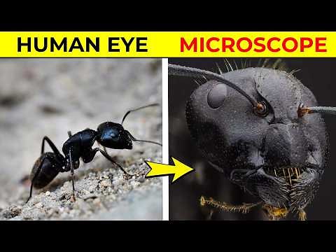 15 Things You Can See Only Under Microscope | Fact Minded