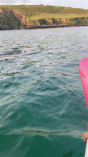 Out for a paddle and met this gentle giant!… 🦈 🧜‍♀️ #sea #baskingshark #shark #Cork #Ireland #kayaking #kayak #nature #irishtiktok #westCork #naturelove #oceanlife #oceananimals #boatlife #kayakingadventures #kayaks #fish