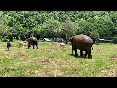 Elephant VS Cow - ElephantNews