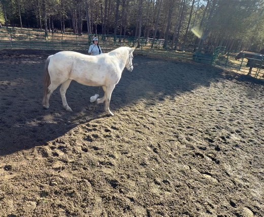 Horses that are rideable but not being ridden, due to “unpredictable” nature: Horses release pressure through MOVEMENT. When we “desensitize” horses, WE release pressure when horses stand still. Horses learn to tolerate, but never learn to release pressure on their own in a quiet, safe manner. Then we ride those horses in the environment where we have no control over releasing pressure. I am not looking for horses to get used to flags, I can’t desensitize them to every single thing. Flag is my t