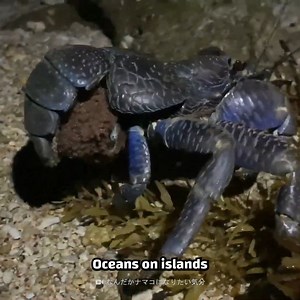 These crabs ate Amelia Earhart!! | Crazy Creatures