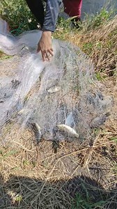 2.8M views · 7.2K reactions | Liblib Ng bakawan andaming NATIVE na Tilapia #payzambaleño #traditional #viralvideoシ #casting | Pay Zambaleño Page | Facebook