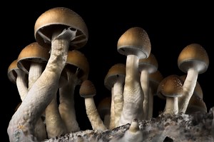 Michael Pollan Did Four of the World's Most Common Psychedelics