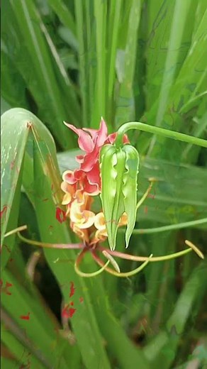 The Unique Beauty of Gloriosa Superba:Wild Forest Flower🏵️#shorts #nature'sgift