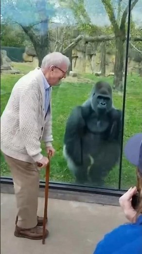 This Gorilla's Reaction To An Old Man Is Priceless 🤣