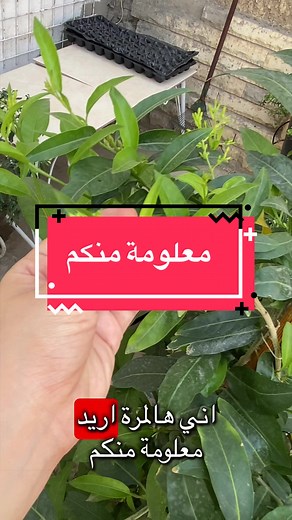 معلومة عن نبتة الشبو الليلي (ملكة الليل)