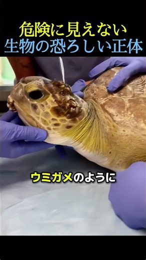 The terrifying true nature of creatures that don't look dangerous 🪸 #barnacles #animals