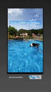 22K views · 2.1K reactions | *forgot to add can't swim unless mom is watching except if she walks away and locks gate behind her then we can swim again. Also no swimming alone. No P no swim, no Moo no swim. We're a swimmy team 卵亂* - Moo and P | Roofus & Kilo | Facebook