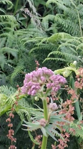 Valerian in the CornishLane. 10th June
