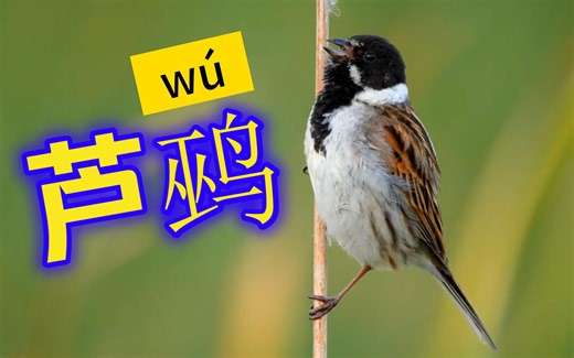 芦鹀 在芦苇上随风摇摆歌唱的武林高手 【森林里的鸟叫观察系列】