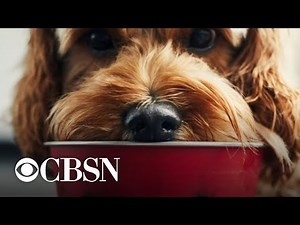 Several pet food brands recalled due to salmonella risk