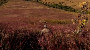 Study: Grasslands could shrink by half due to climate change