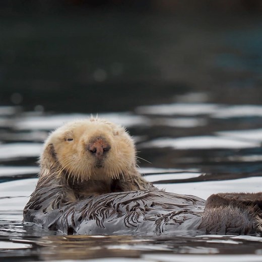 Animals always make time to relax. Spa World is here to help humans do the same. Because relaxing is in our nature too. | Spa World | Facebook