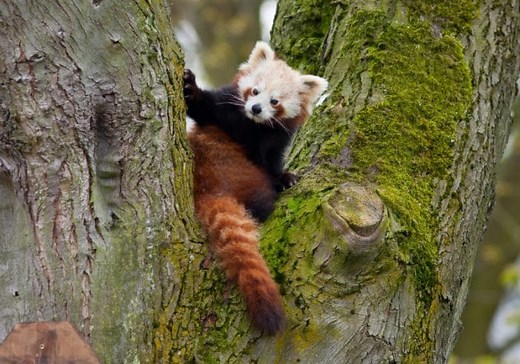 Panda rosso: fatti e curiosità - FocusJunior.it