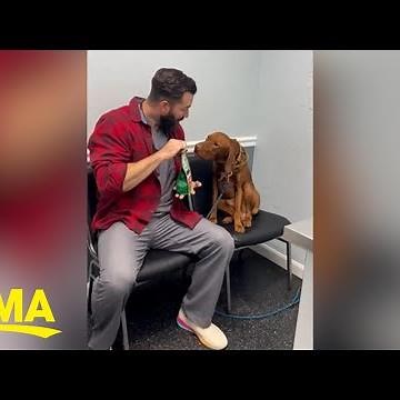 Veterinarian helps dog calm down before visit