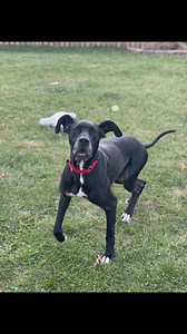 Hi Foster Dad !!!! Just a short note telling you how happy I am in my forever home. I’m settling in well and having tons of fun with my new mom and new sister Legend. I had lots of toys and balls waiting for me when I got here and I love all of them! She has this tree inside the house and I wasn’t too sure of it at first, but then mom said that some Santa guy is going to bring me lots of toys and treats soon that will be under it. Now I like to look at the twinkling lights on the couch. I got a 
