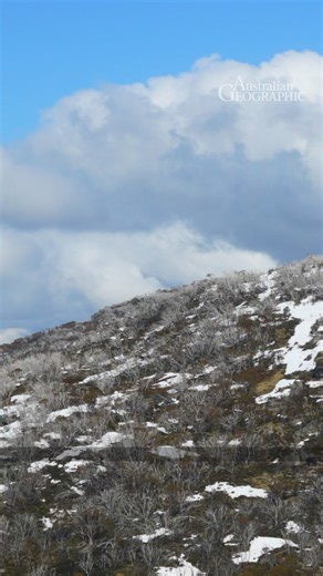 4.2K views · 93 reactions | Australia's snowfields could see a...