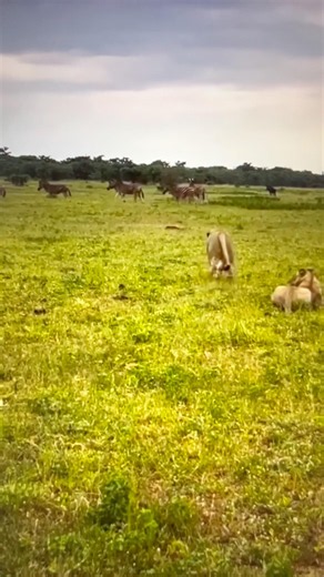 Zebra mother defends calf from Lions attack: Epic wildlife showdown!