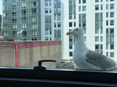 ABC Legal Seagull Cam