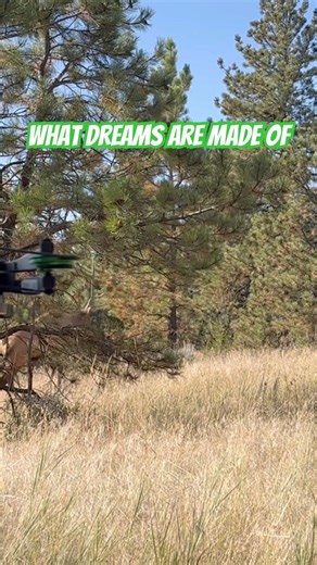 Elk shot at 15 yards on CAMERA #september #wyoming #bowhunting #wildlife