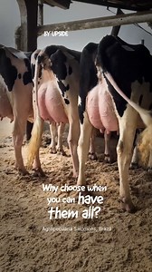 From Genomic Promise to Proven Results. STgenetics genetic program is backed by the power of Genomics to prove our sire’s solidity for high TPI & NM$, stamping their daughters around the world with high, profitable results and performance. 🎥 STgenetics sired daughters at Agropecuária Salomons, Brazil All STgenetics proven sires available in Ultraplus™, the most innovative and fertile female-sorted semen, with 90% or higher gender accuracy. For more information, contact your STgenetics represent