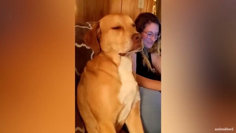 The moments my dog completely forgets he’s a dog