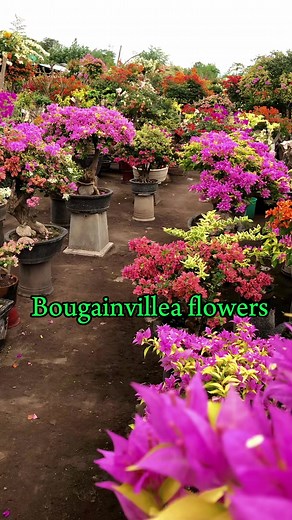 Bougainvillea flowers feel the breezing wind of Bagyong Egay... #bougainvillea #bougainvillealovers #bougainvilleaflowers #bougainvilleaplant #flowerslovers #flowering #flowershop #flowers #florist #flowerpower #plantsmakepeoplehappy #plants #bougie #bougieaddict #plantslover #ProjectBombil #fbreels23 #fbreelsph #fbreelsvideo #reels2023 #reelsvideo #ViewMyReels #reelsfb #facebookreels #fypシ゚ #fyp #colorfulflowers | Ed Cel