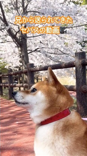 【柴犬セバス】兄から送られてきたセバスの動画🎥