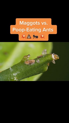 Don’t worry, we have a new episode about the citrus psyllids and their poop on the way, too. 💩 #hoverfly #maggot #ant #insect #deeplook #learnontiktok