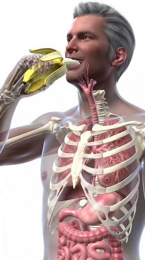 The Human Digestive System Visualized | Banana Eating Process in 3D Anatomy Animation