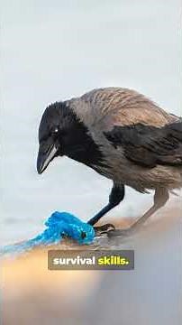 Crows VS Ravens: Can You Tell The Difference? #birds #animals #ravens #crows #nature #GodsCreatures
