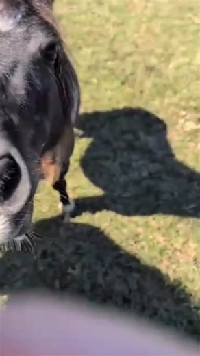 177 reactions · 3 comments | ✨ The Cookie Fairy came today to visit the ponies bringing extra sprinkles of happiness!  #cookiefairy #ponylove #asthebarnturns #horserescue #mshorses | Mississippi Horses | Facebook