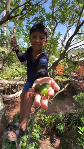 lime harvesting short video
