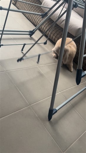 Thumper & Maggie…..Minilop bunny sisters 🐇🐇 on Instagram: "Thumper's got a new project going on with the clothes stand and she's loving every minute 🐰 #minilopsofinstagram #rabbitlove #rabbitlife #miniloprabbit #rabbitsneedspace"