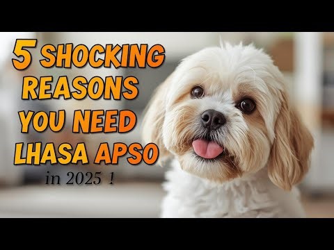 5 Shocking Reasons You NEED a Lhasa Apso in 2025! 🐶✨