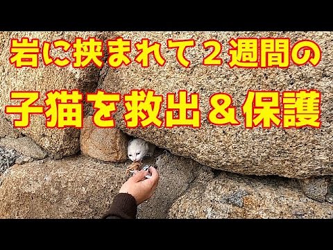 Rescuing and protecting a kitten