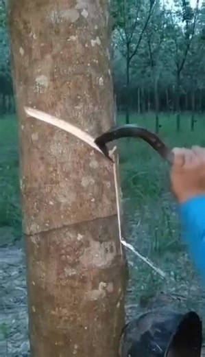 Most of us know this tree simply as rubber, without really understanding how important it is. Rubber isn’t just used to make tires, shoes, gloves, and other products—it’s also a powerful tool of micro-economy. In fact, it’s often ranked among the top 10–15 agricultural natural resources in the world. I can easily explain every stage, from germination all the way to preparation for sale, because my own journey is closely tied to it. The video below reminds me of how my family and I survived throu