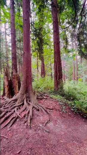 Walking the trails at Hillcrest Park in Mount Vernon Wa #nature