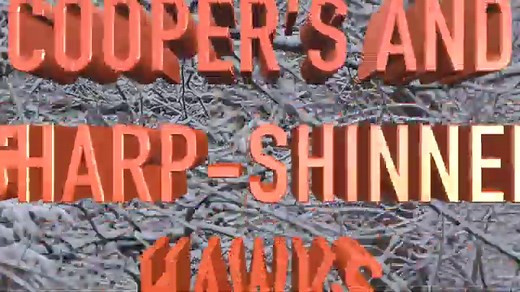 8 Species of Hawks Found in Ohio (Pictures) - Bird Feeder Hub