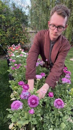 Fall in Love with Ranunculus Corms 🌸✨