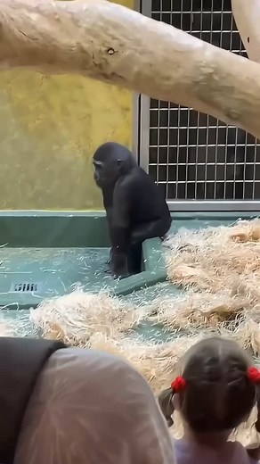 WHALES on Instagram: "dubstep monkey twerking"