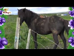 Go eco babytv español