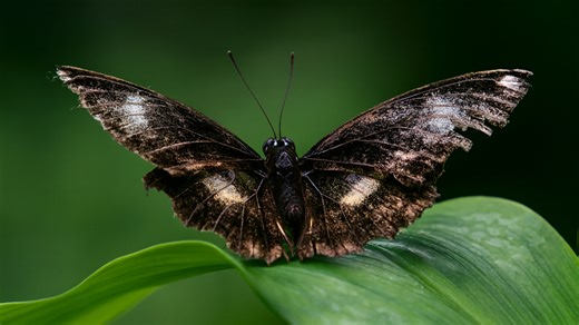 Why are this butterfly's wings broken?