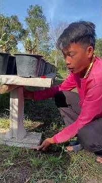 เพิ่มความสูงแผงตั้งชวนชม #ชวนชม #bonsai #bonsaitree